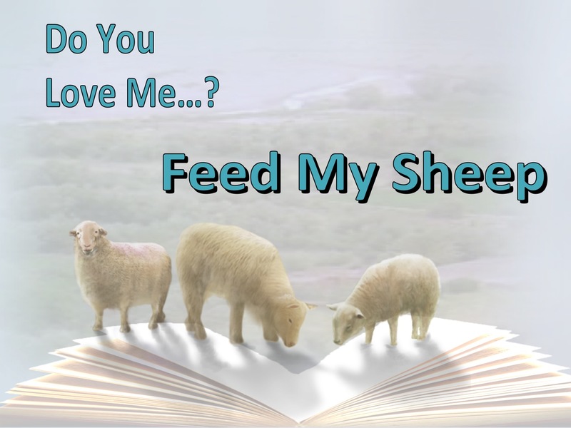John 21:16 Do You Love Me Feed My Sheep (white)